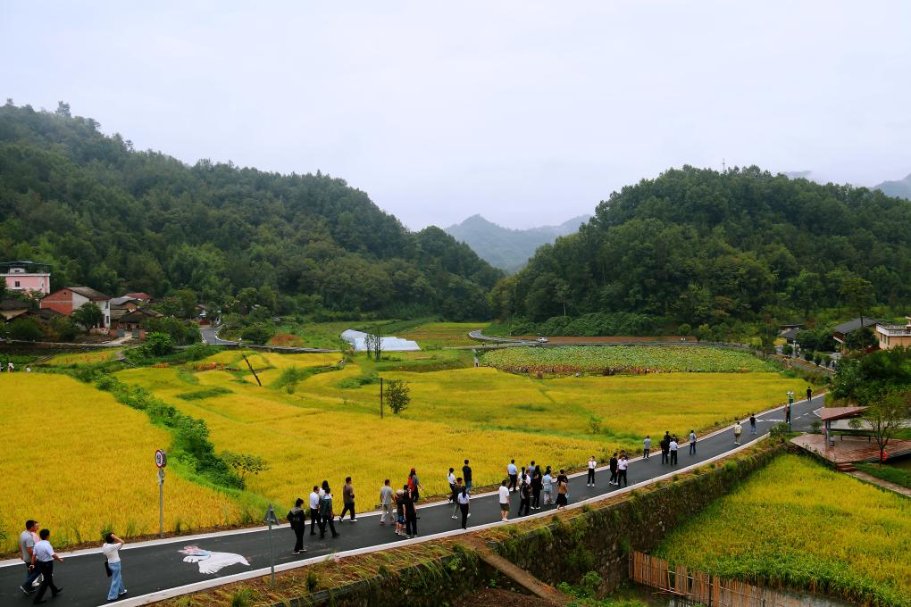 9月10日,在陕西省石泉县丝银坝村,丰收的稻田吸引众多游客观赏.