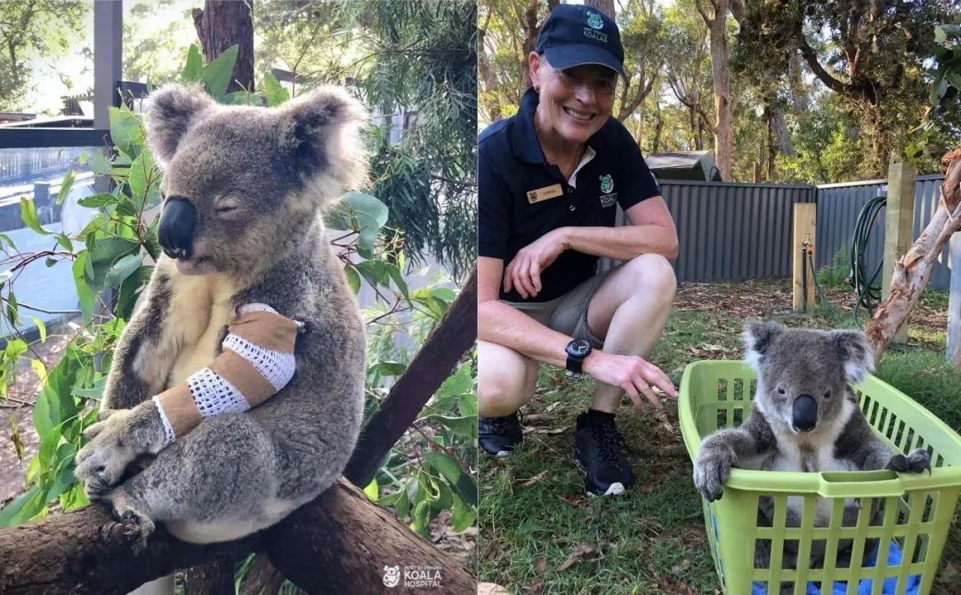 (图/port&nbsp;stephens&nbsp;koala&nbsp;sanctuary)