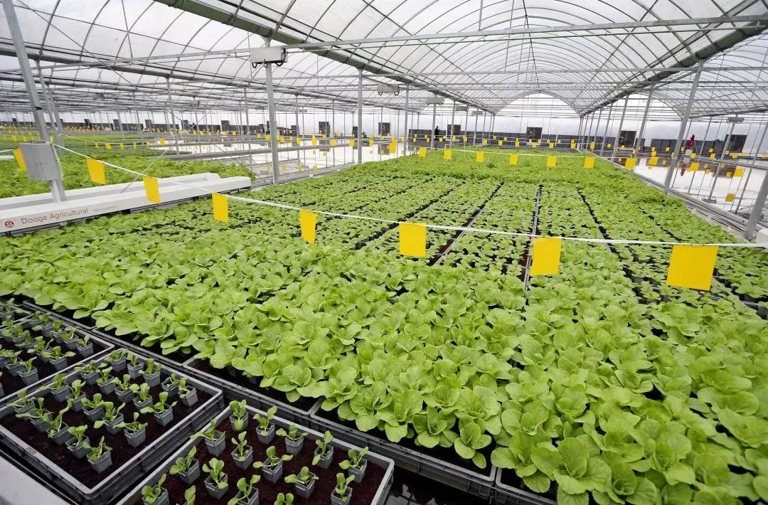育苗工厂"在科技创新的加持下,以后出自我们数字植物工厂的果蔬,都能