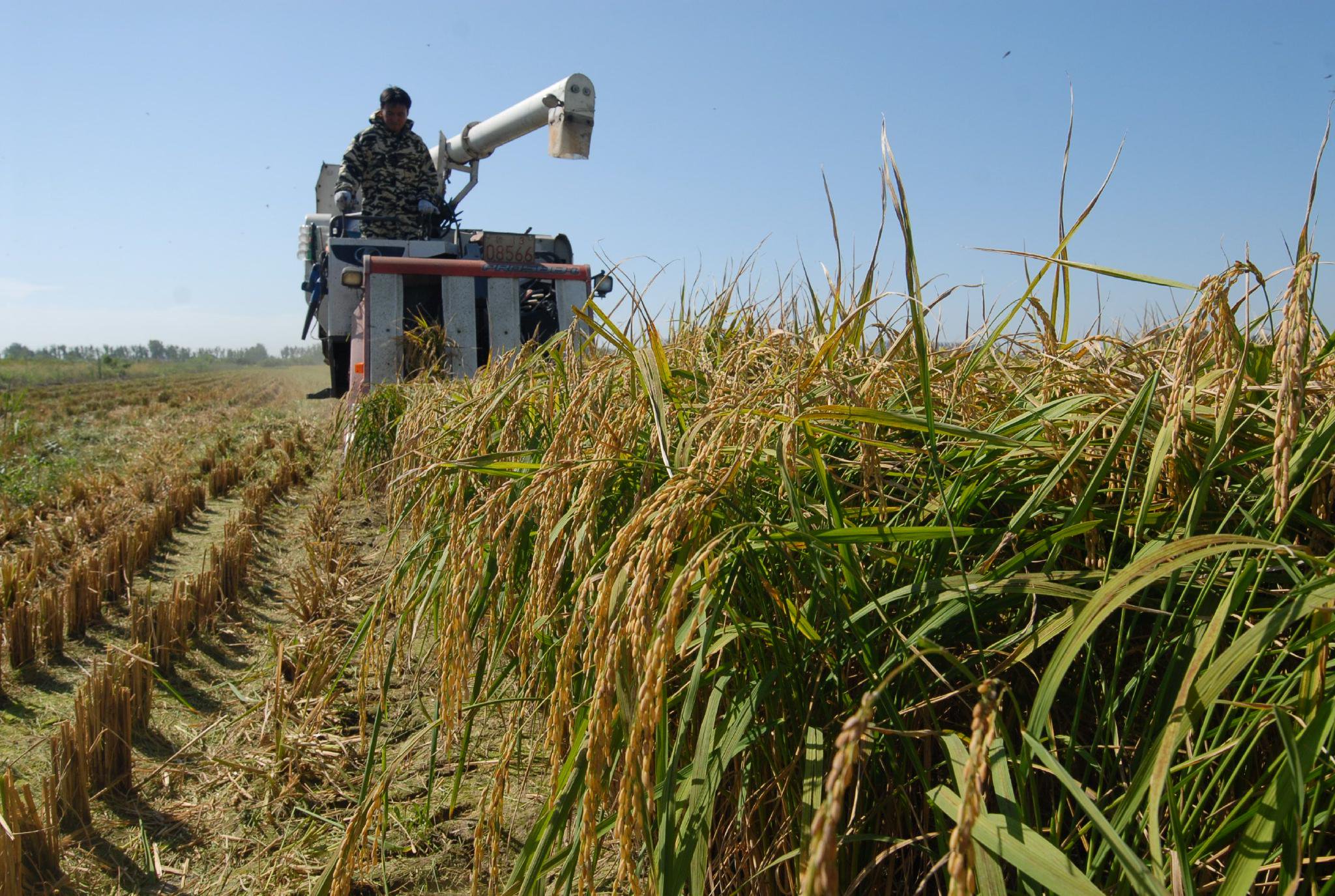 9月14日,青岛市即墨区蓝村街道二里村的盐碱稻田里,农户操作收割机