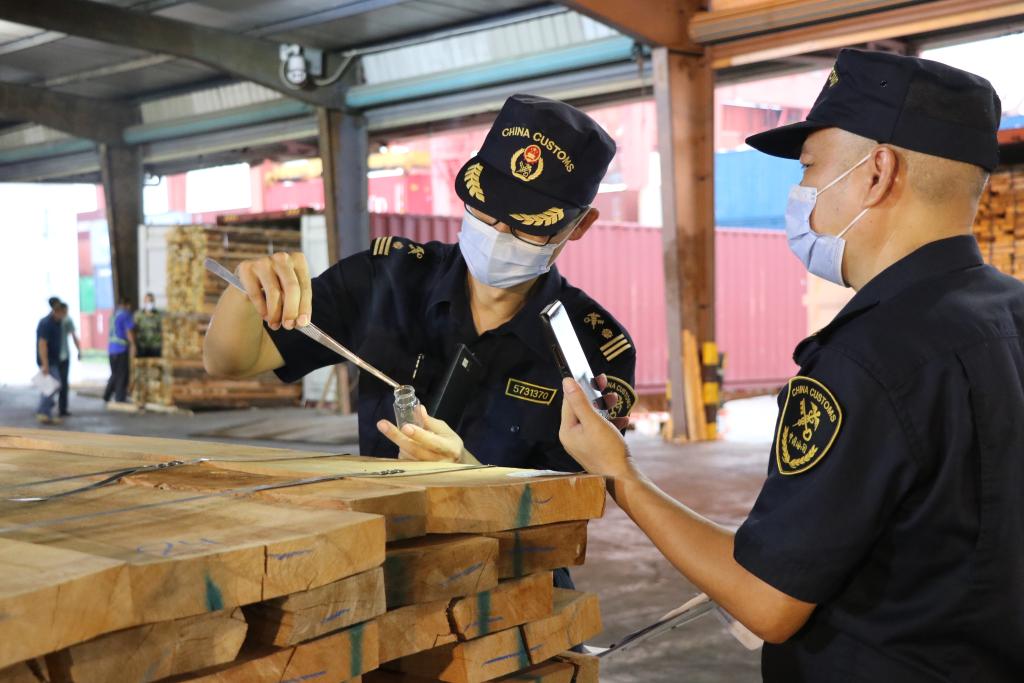 图为中山港海关关员正在对进境板材进行检疫