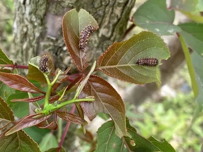 把重阳木啃秃了,单食性的重阳木锦斑蛾也将饿死 图片来源:上海市绿化