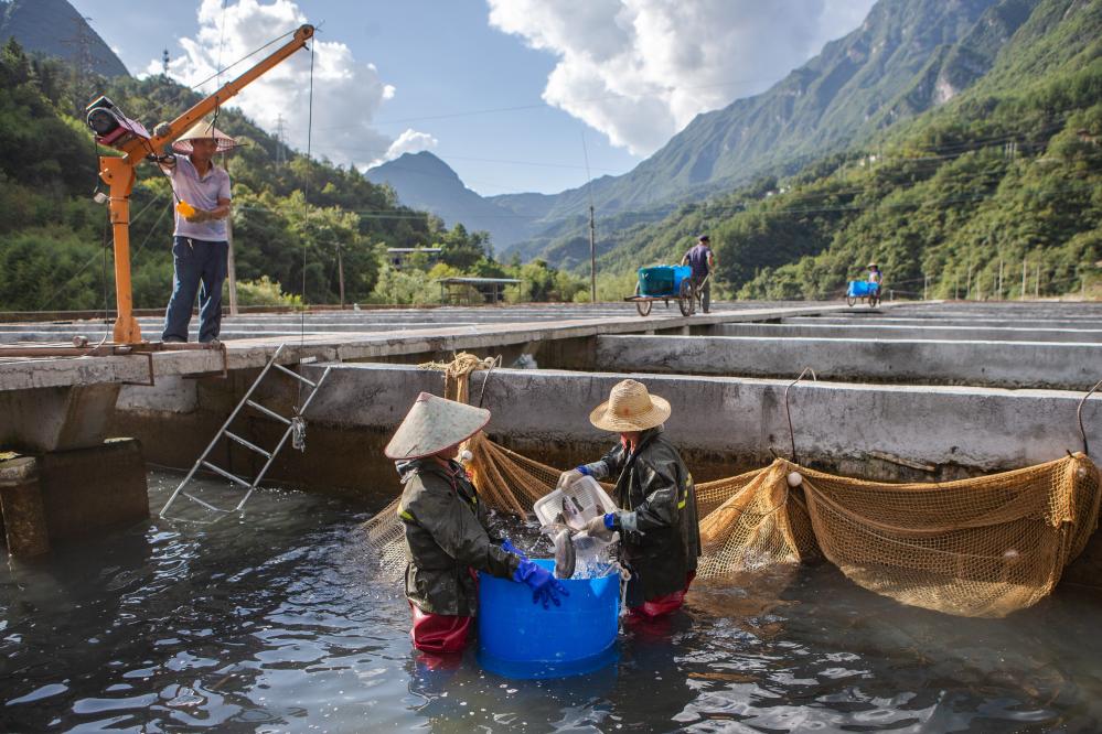 9月13日,在城口县蓼子乡明安村虹鳟鱼养殖基地,工人在分选虹鳟鱼.