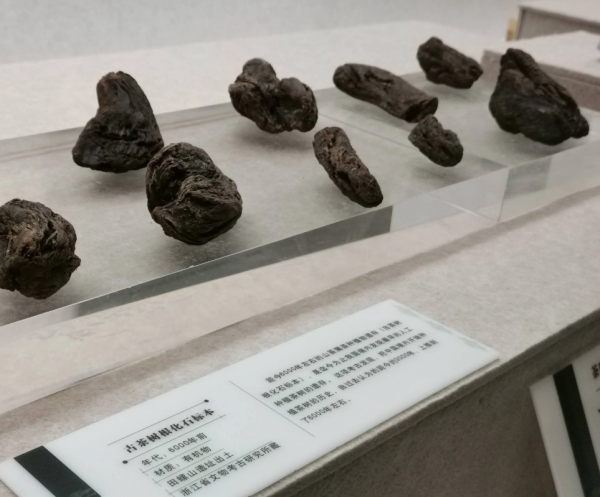 古茶树根化石标本,浙江余姚田螺山遗址出土