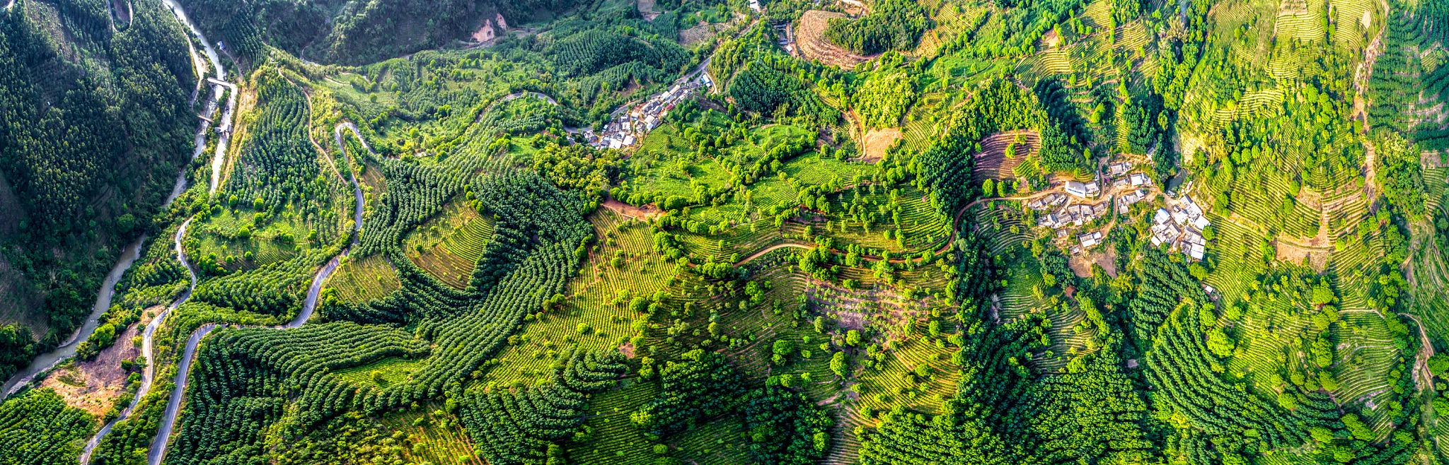 "普洱景迈山古茶林"列入世界遗产,历经13年申遗