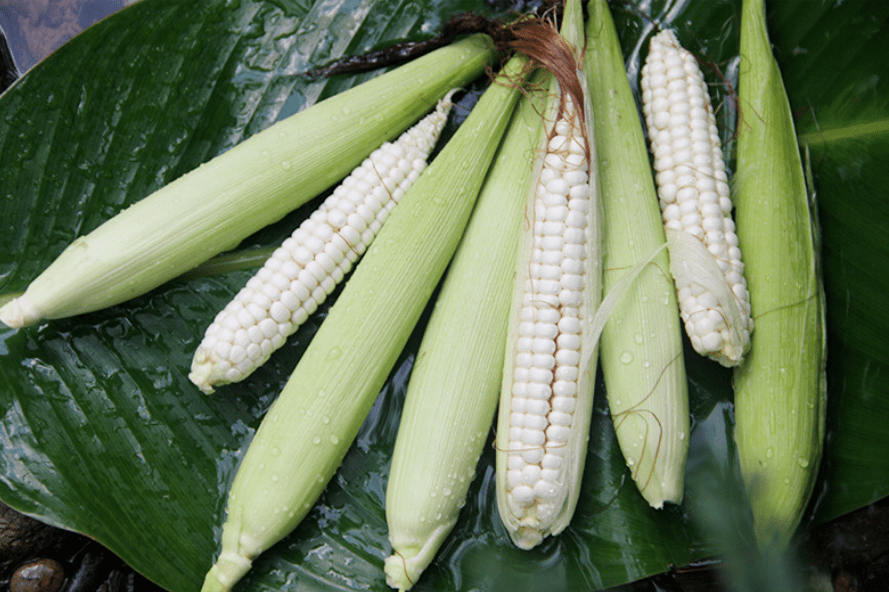 诚惠选西双版纳拇指玉米来啦玉米中的白富美粗粮届的扛把子营养美味