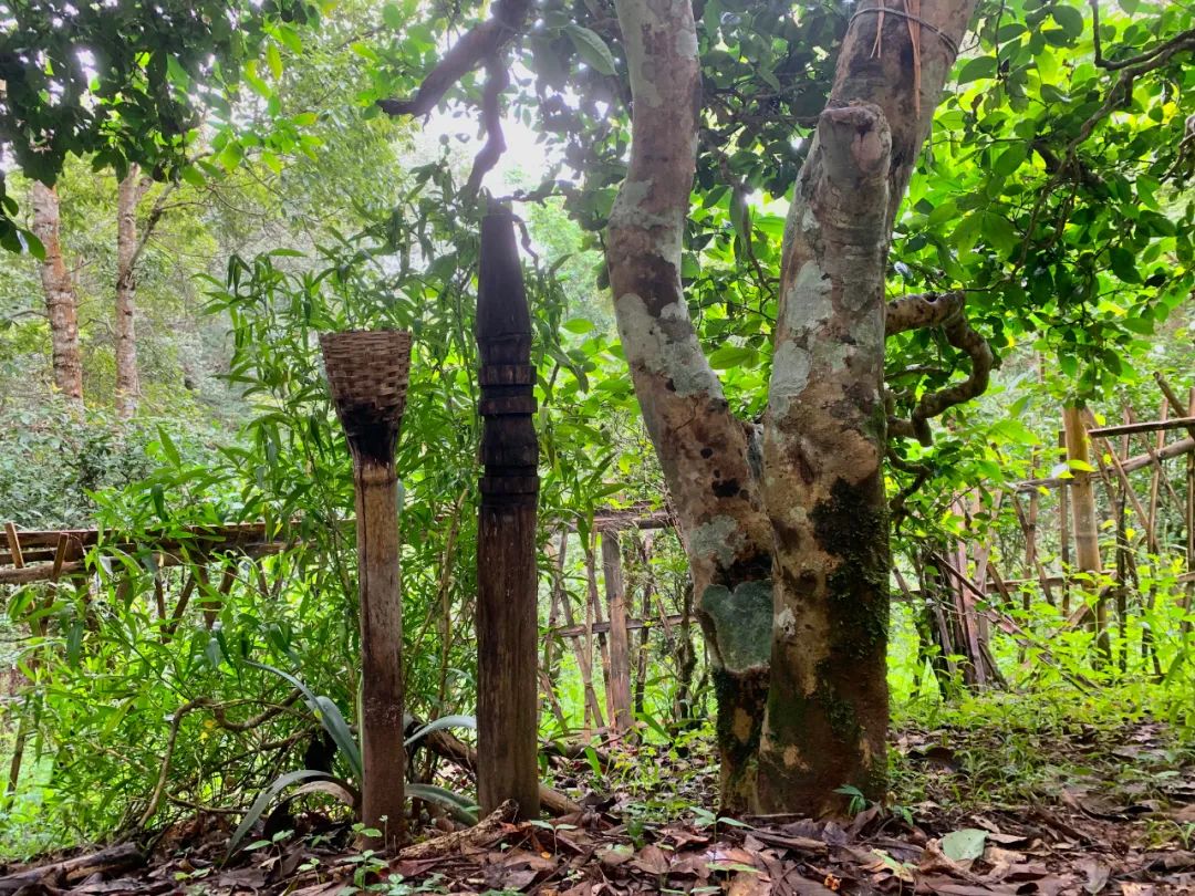 哎冷山古茶林的一棵茶魂树.本刊记者 倪伟摄