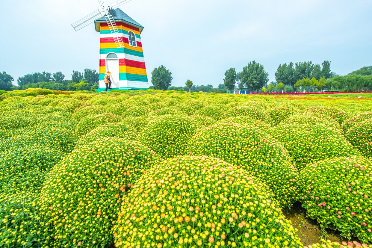国庆一起来"丰"玩:紫谷伊甸园百余种花卉将集中绽放|花海_新浪财经