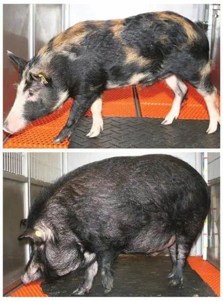 同一种猪,上面的喂食普通饲料,下面的喂食含果糖比较多的饲料.