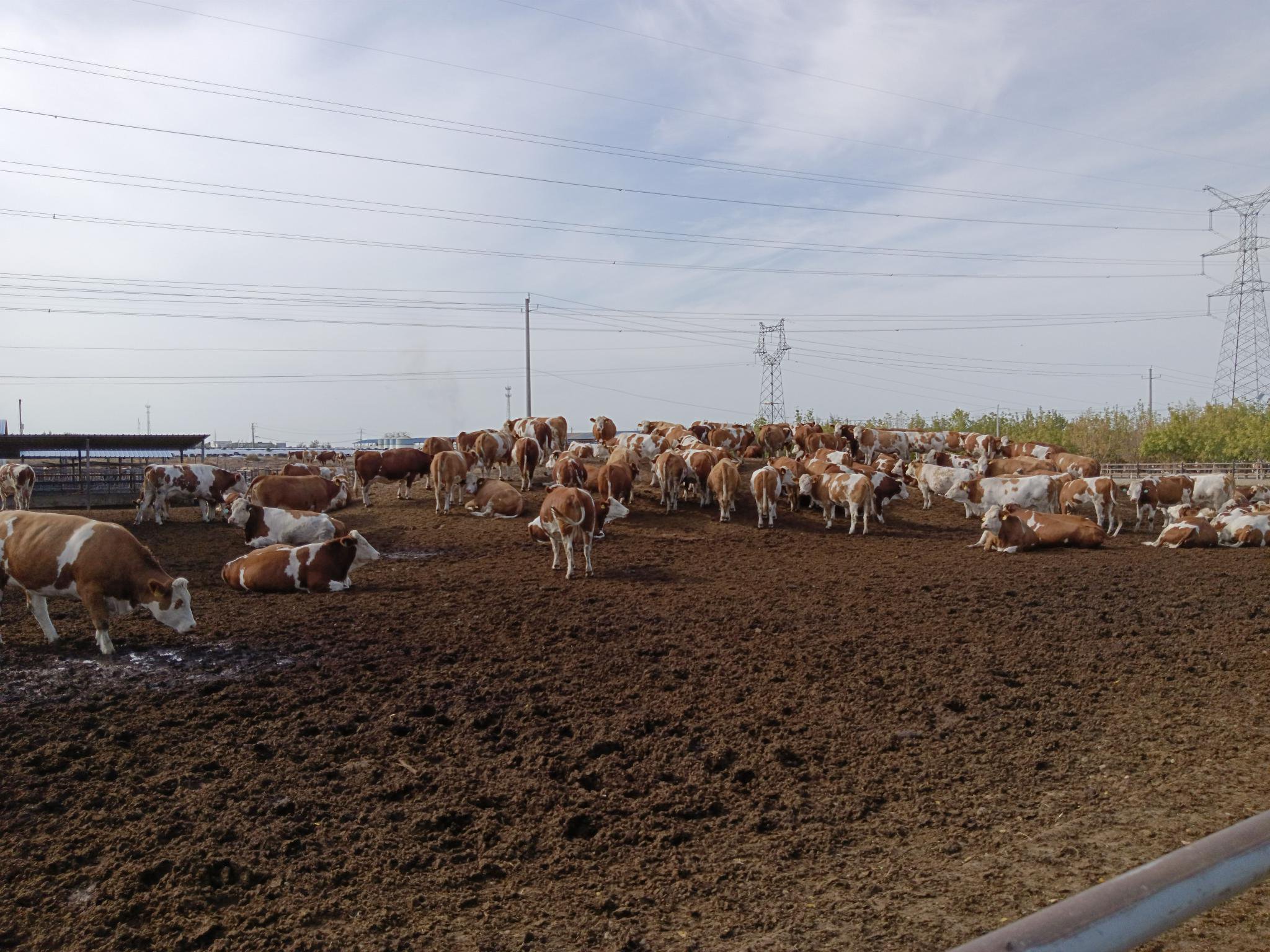 高质量发展调研行丨 细数养牛场里"撞"上的高科技|新疆_新浪财经_新浪