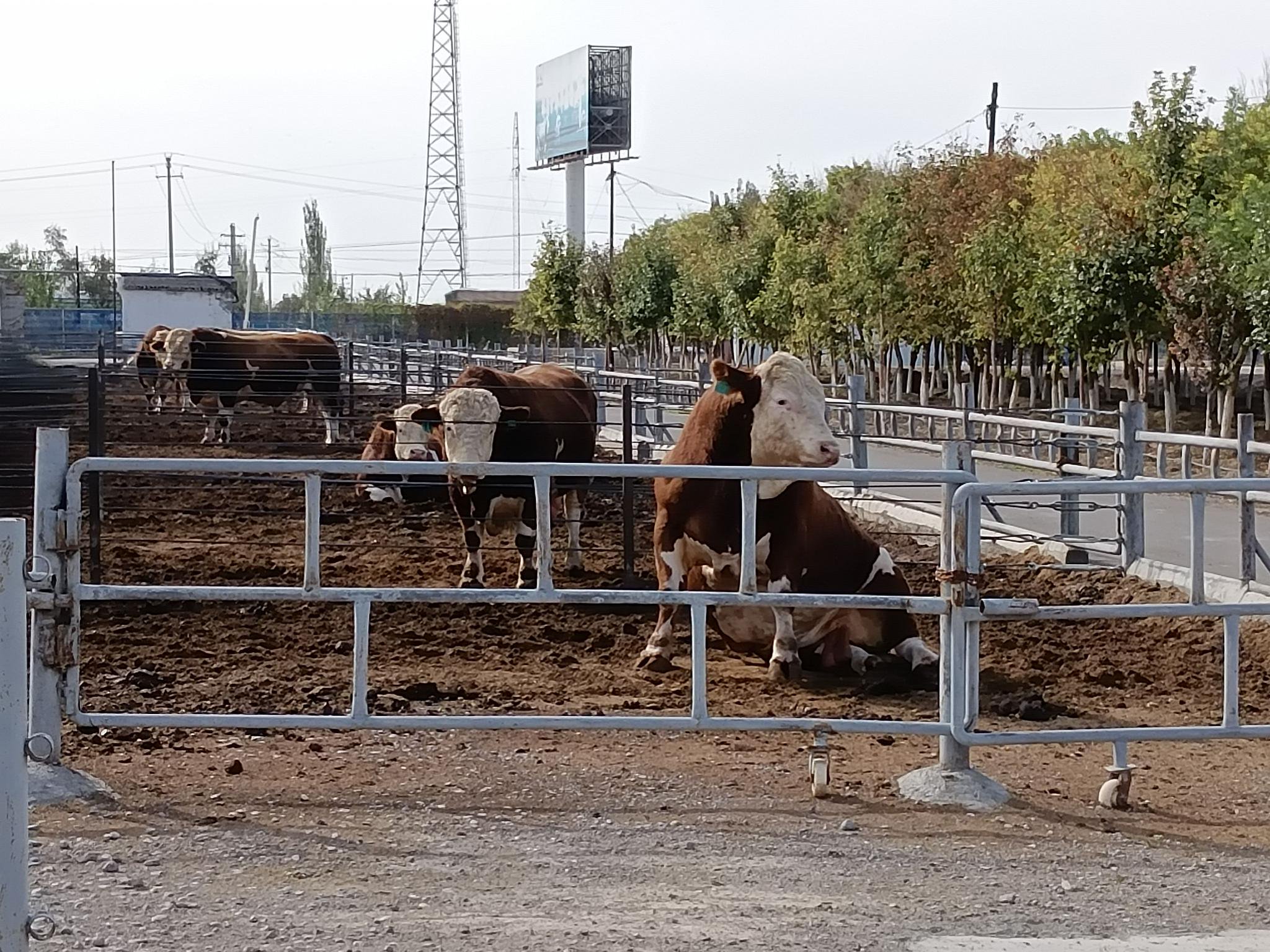 高质量发展调研行丨 细数养牛场里"撞"上的高科技|新疆_新浪财经_新浪