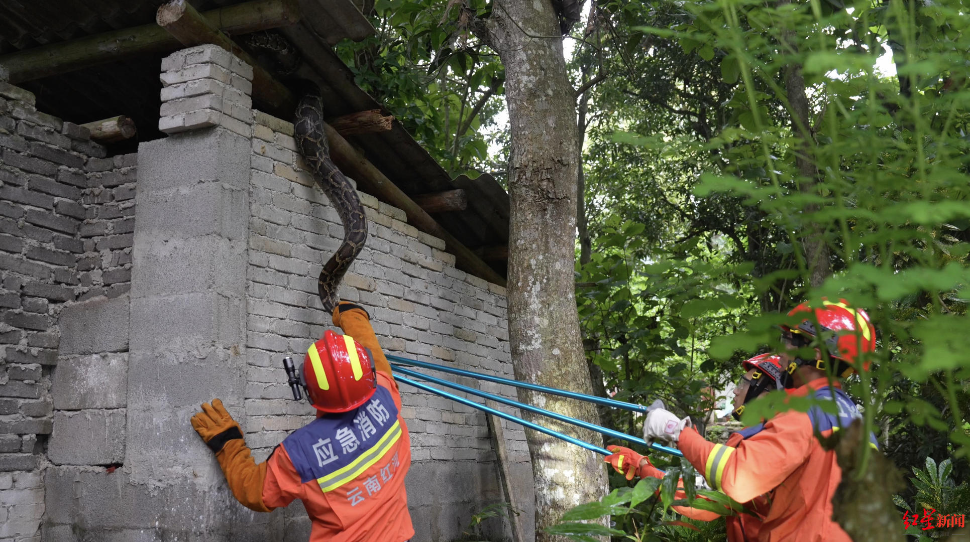 26斤大蟒蛇闯进云南村民家:偷吃鸡鸭后盘卧房檐,已被抓捕|蛇_新浪财经
