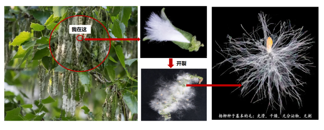 杨树枝条和种子.图片来源:作者