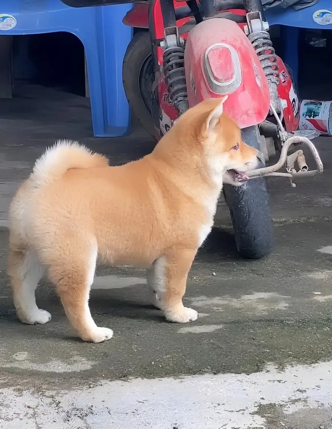 纯种的中华田园犬，这品相和体型都很正， 威武霸气|狗|土狗_新浪新闻