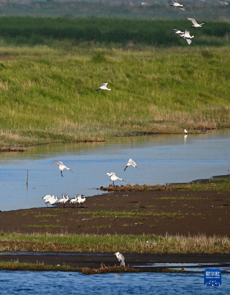 盐城黄海湿地:珍禽异兽的乐园|东台|国家一级保护动物|湿地_新浪新闻