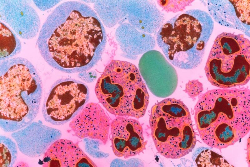 骨髓细胞的彩色透射电子显微照片.