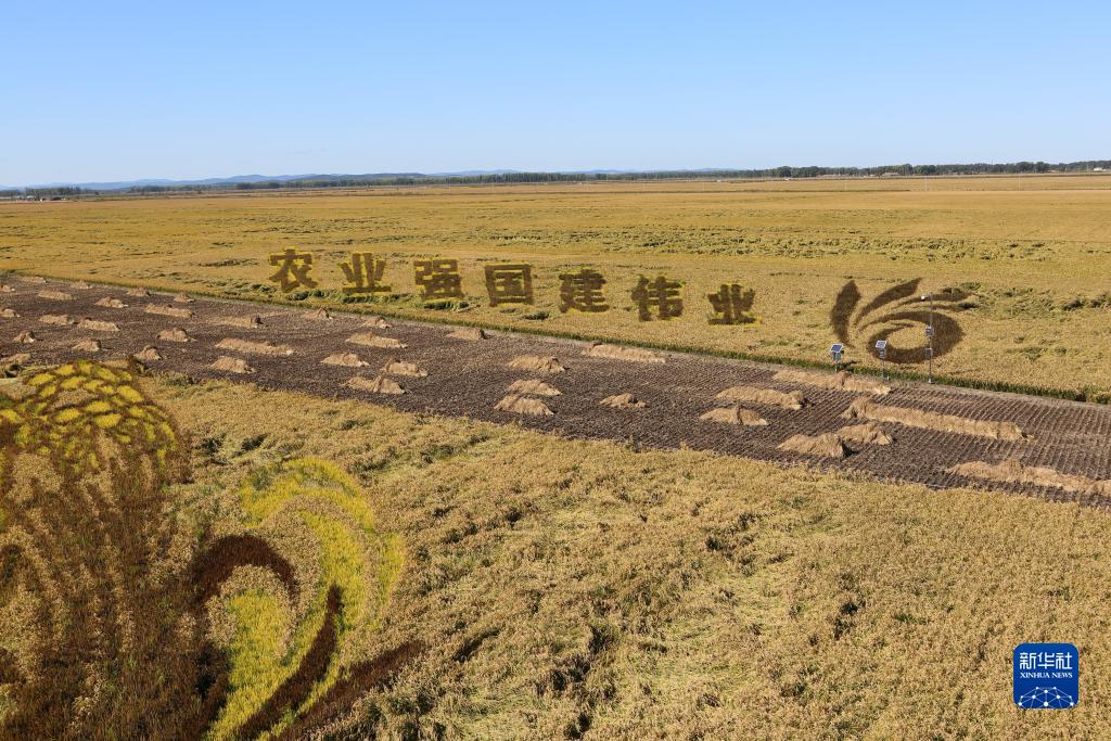 "大粮仓"黑龙江开启"秋收季"|黑龙江垦区|黑龙江省|玉米_新浪新闻