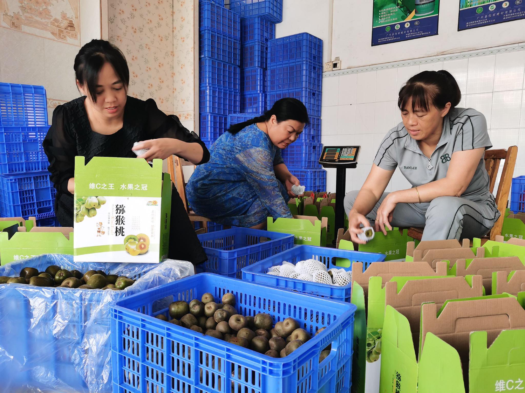 猕猴桃基地员工正在包装猕猴桃,准备发往外地.李湘湘 摄