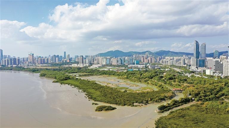 这是今年2月1日在深圳福田国家级自然保护区拍摄的红树林湿地(无人