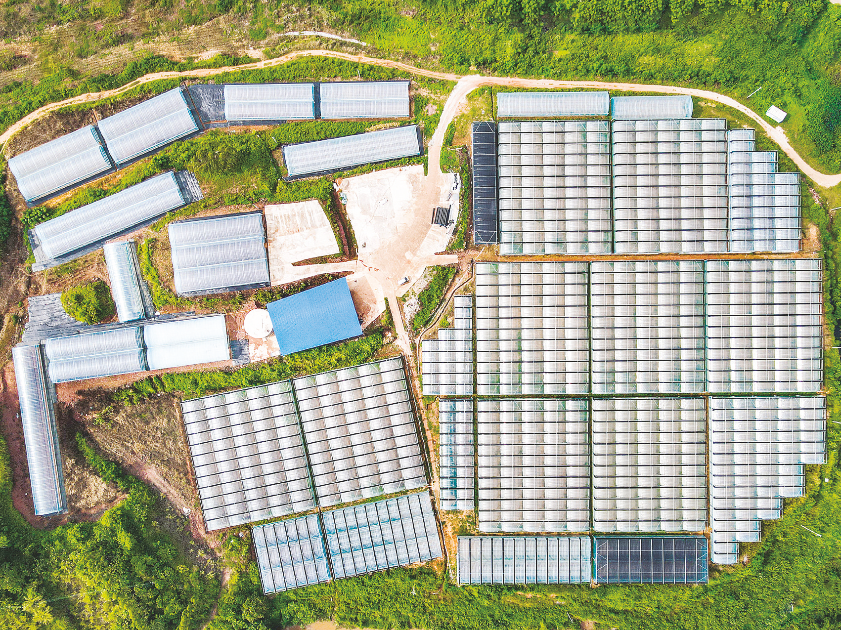 在那马镇坛良村粤港澳大湾区蔬菜生产供应基地,蔬菜大棚排列整齐.