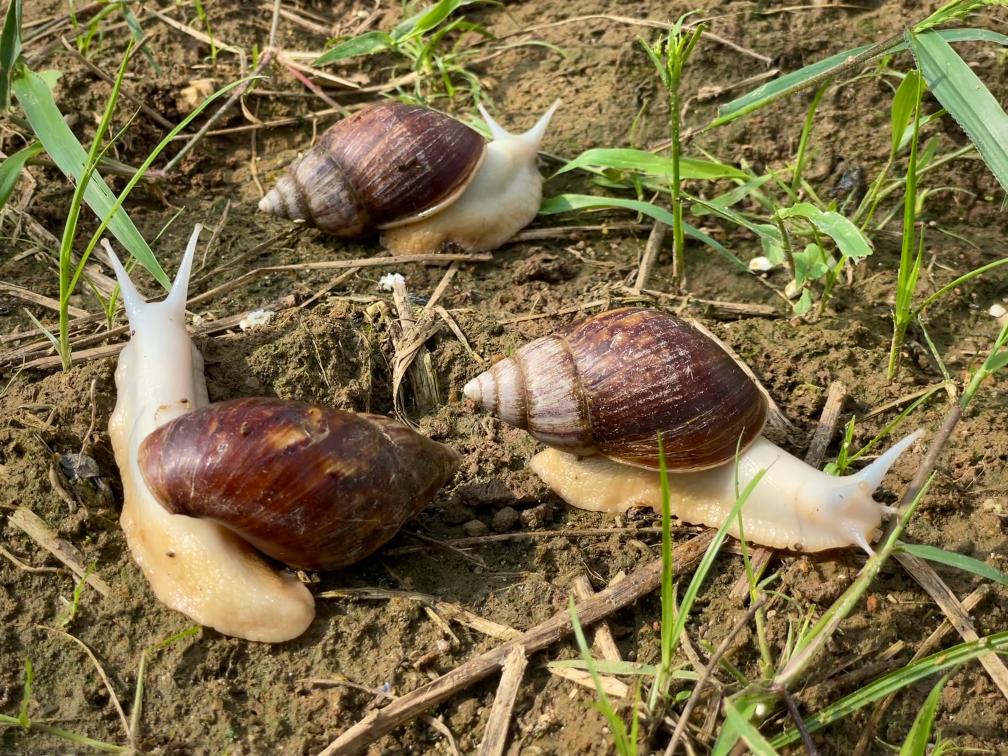 图为养殖基地内的白玉蜗牛.新华社记者陈柱佐 摄