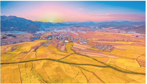 深耕厚植三农沃土助力绘就丰收画卷