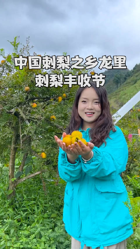 龙里刺梨丰收节,漫山遍野全是金灿灿的刺梨|龙里县|贵州省|贵州|吃货_新浪新闻