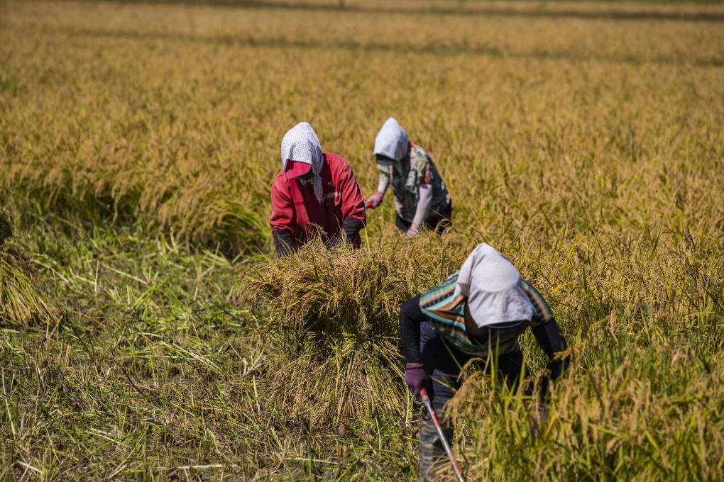 辽宁省盘锦市大洼区高坎村,农民在收割水稻.(受访者供图)
