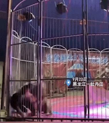 “笼子都歪了”，马戏团狮子撕咬工作人员，观众尖叫逃散