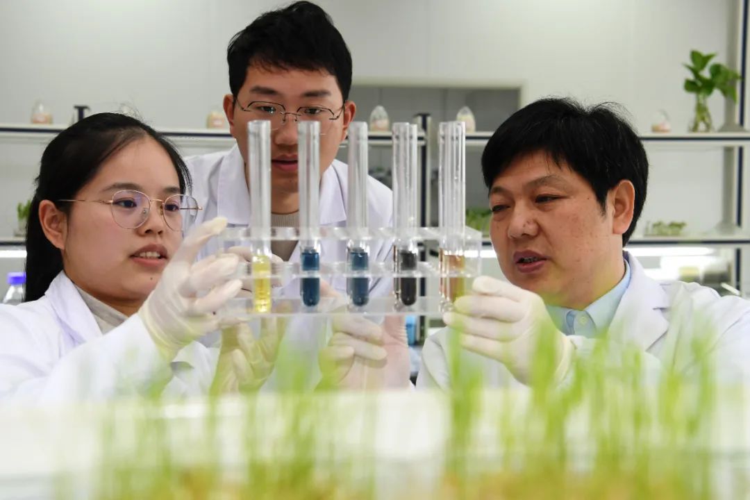 在荃银高科种业股份有限公司的实验室内,科研人员观察