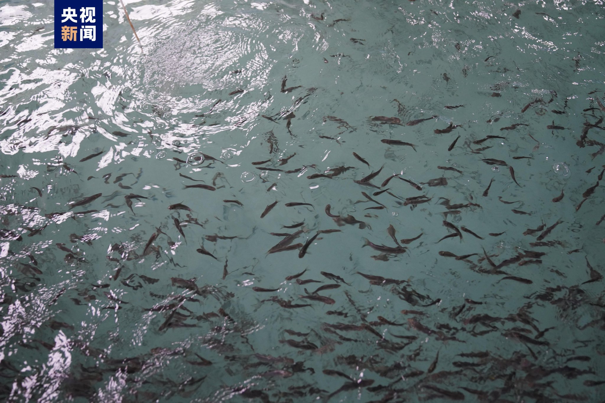 鱼的排行榜_凤凰资讯_资讯_凤凰网(2)