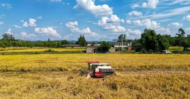 97(资料图)初秋时节,四川天府新区籍田街道天府粮仓收割机轰鸣,村民