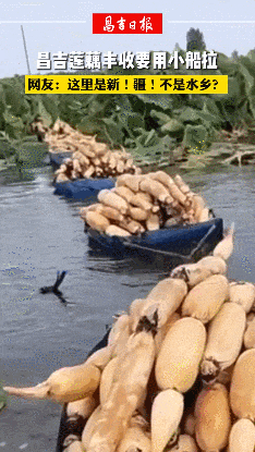 图源：新疆日报