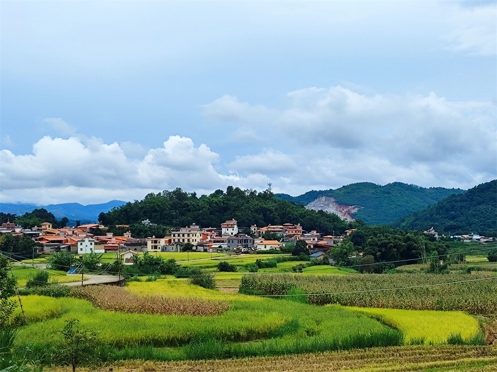 遮放镇户闷村委会允午村贡米基地