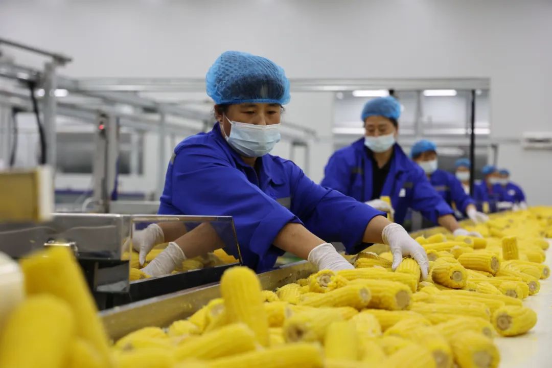 鲜食玉米加工厂为当地农民提供了就业岗位,图为工人们在生产线上分拣