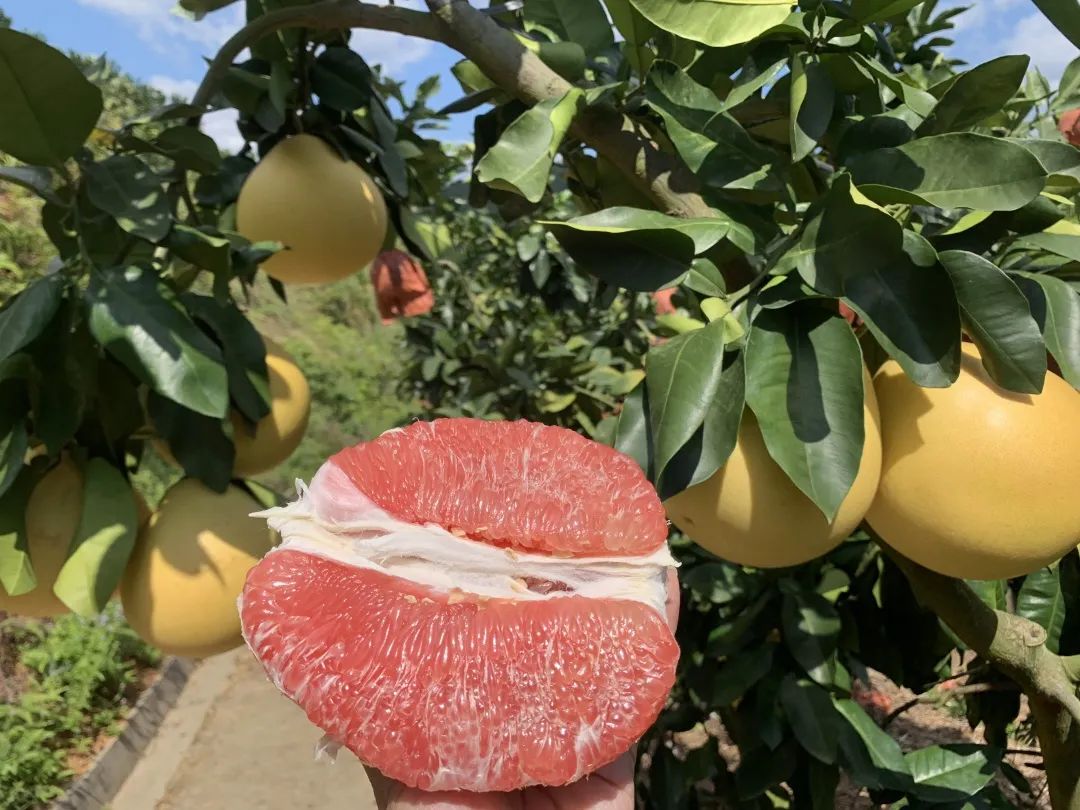 过中秋吃梅州红柚!脆嫩细腻,果肉饱满,一咬就爆汁!