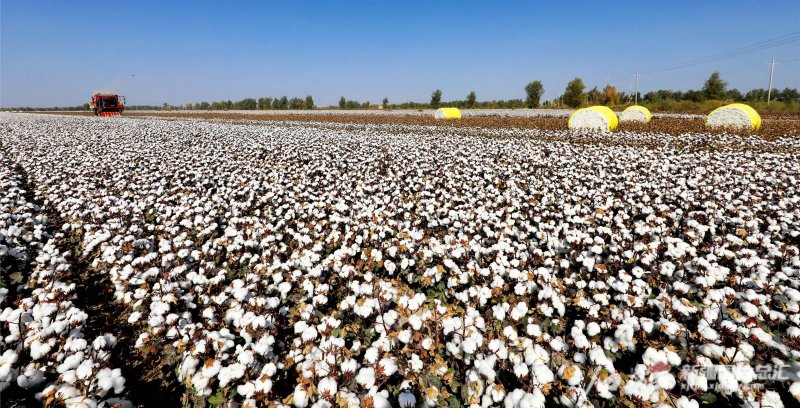 2022年10月14日,尉犁县兴平镇巴西阿瓦提村一处棉田,车辆正在拉运新棉