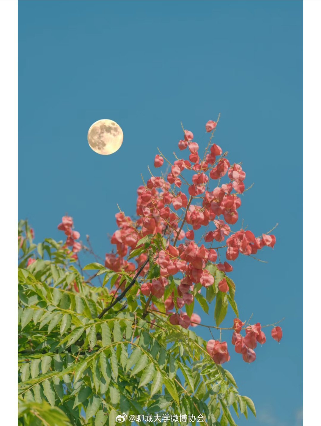 秋——栾树|史铁生|侵权|花语|角落|一生_新浪新闻