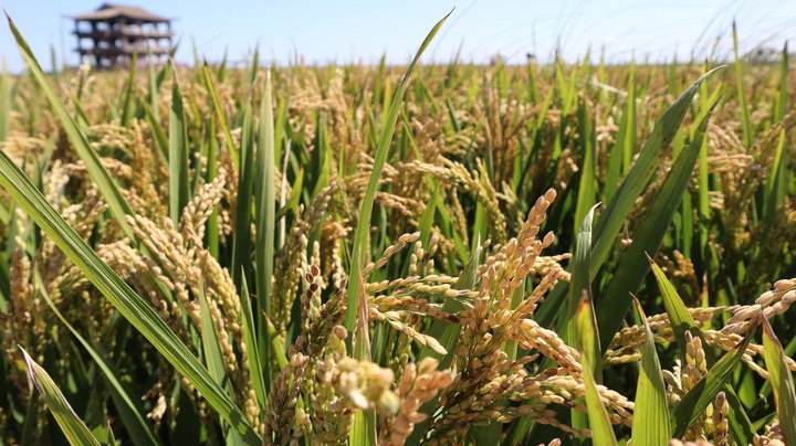 9月12日,在辽宁省盘锦市大洼区一处农田拍摄的水稻.