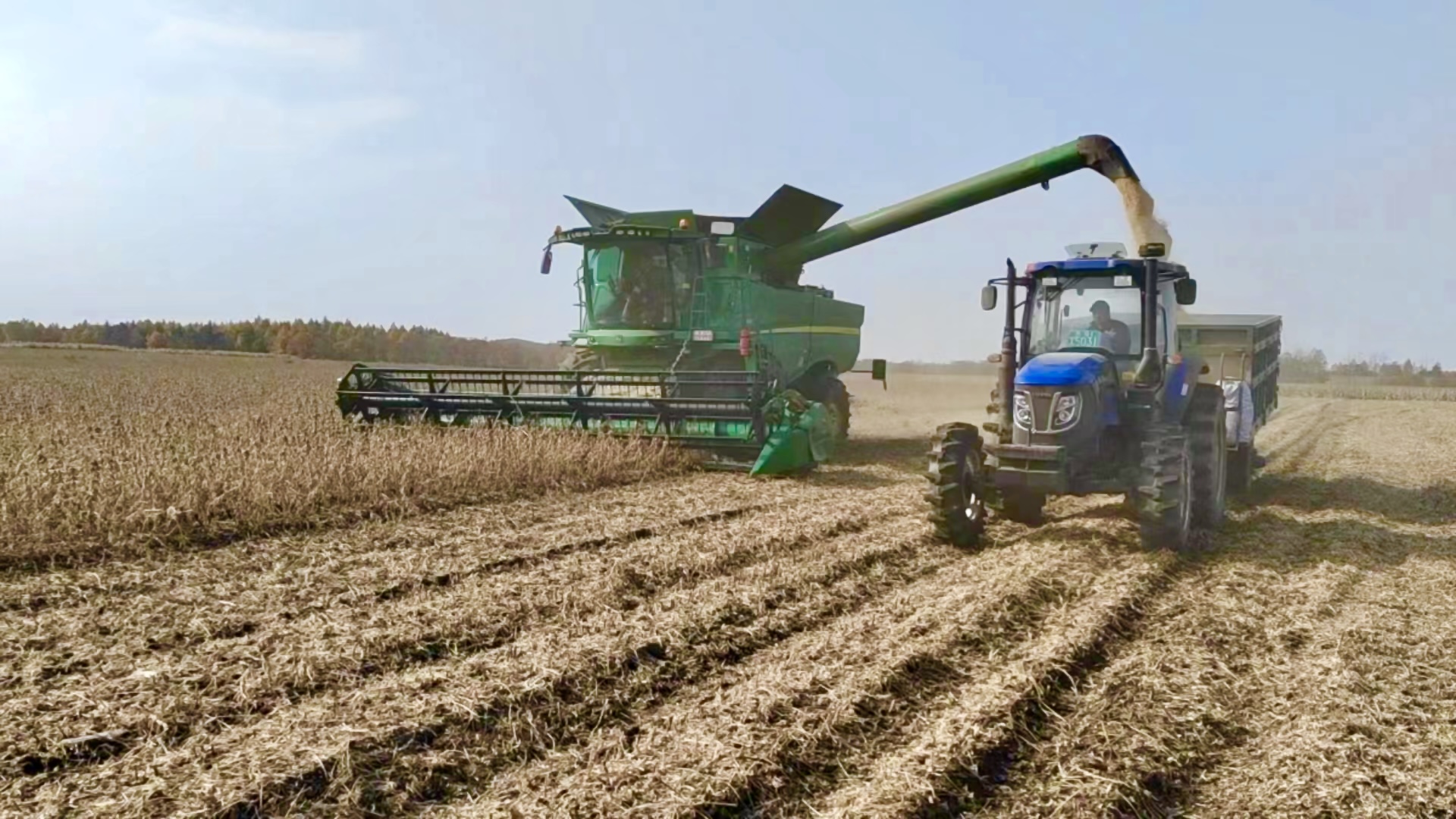 黑龙江省依兰县诚信种植专业合作社收割大豆.