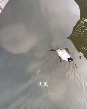 这应该算投喂吧。（图/放生小鱼被鸭子一口吃掉）