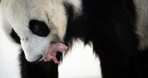 俄媒：旅俄大熊猫“丁丁”幼崽性别揭晓