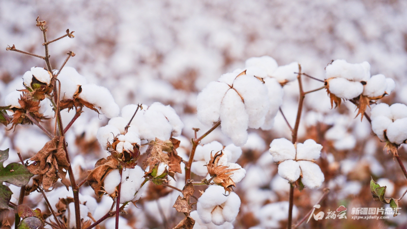 服装品牌的原料首选已成为越来越多新疆棉花到绚