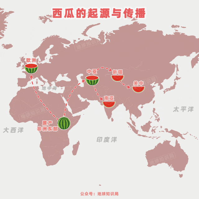 制图:地球知识局我们可以发现,在西瓜全球传播的路径中,中国是重要的