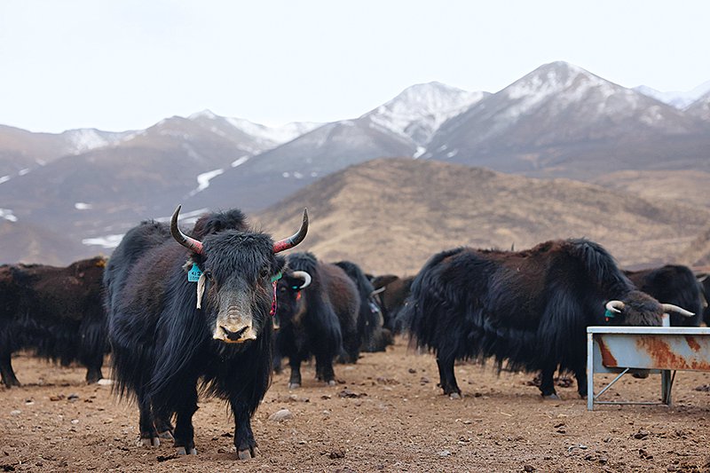 这是2022年3月16日拍摄的青海省牦牛繁育推广服务中心的"大通牦牛.".