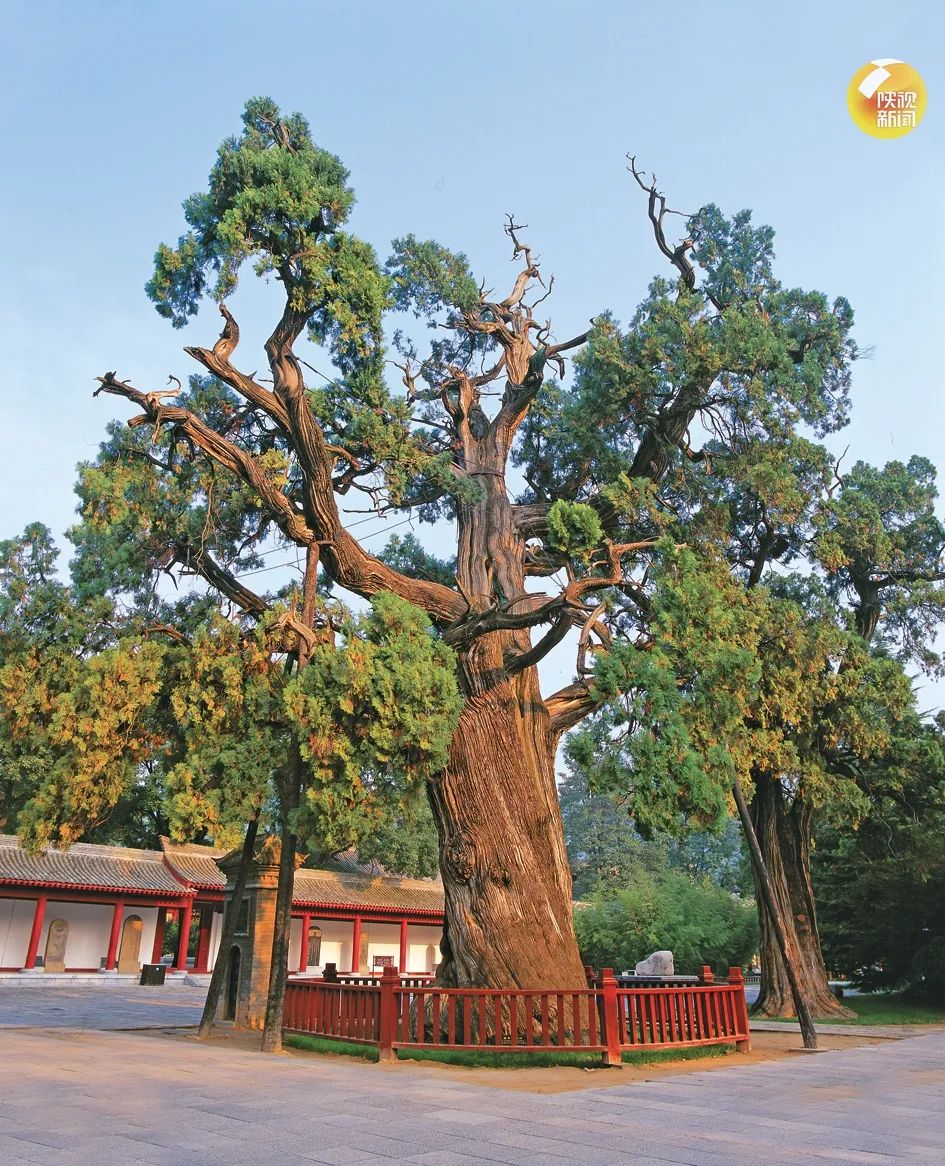 延安市黄陵县黄帝陵管理局黄帝手植柏