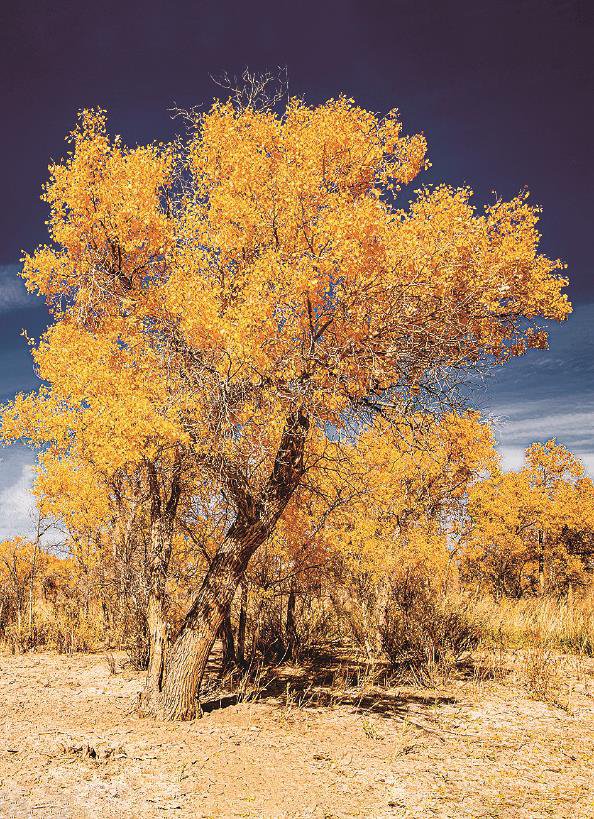 金色胡杨(摄影)