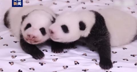 旅韩大熊猫产下双胞胎幼崽征名最终投票启动