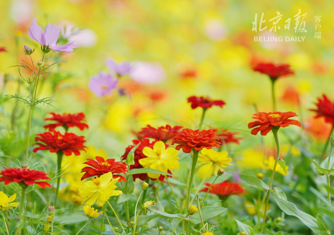 百日菊花海盛开!