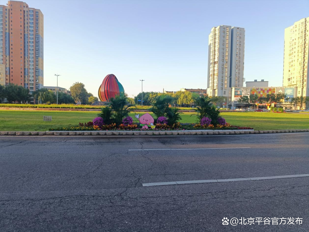 在环岛四个车辆汇入口处进行景观布置,鼠尾草,矮牵牛色彩明丽,活泼